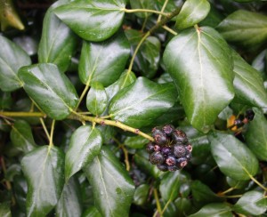 hedera colchida DSC08267