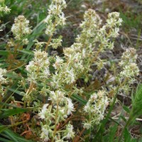 Réséda raiponce, Petit réséda