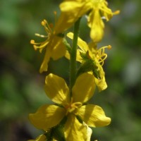 Aigremoine odorante, Thé des bois