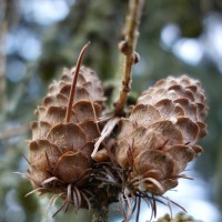 Mélèze d’Europe, Mélèze décidu, Pin de Briançon