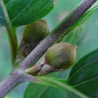 Cornouiller mâle,Cornouiller sauvage