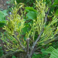 fraxinus angustifolia DSC07945