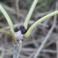 fraxinus angustifolia DSC09621