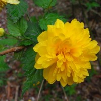 kerria japonica 0035