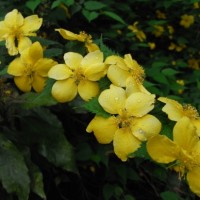 kerria japonica (2)