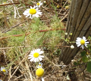 tripleurospermum inodorum DSC05067