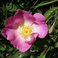 Rosier de France, Rosier de Provins