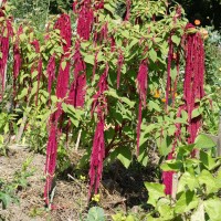 Amarante queue-de-renard, Blé de Turquie