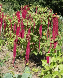 amaranthus caudatus DSC01736