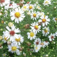 Aster de Nouvelle-Belgique, Aster de Virginie, Grand Aster d’automne, Symphyotriche de Belgique