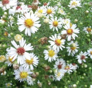 aster novi belgii