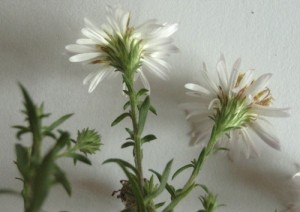 aster novi belgii