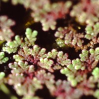 Azolla fausse-fougère