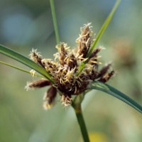 Scirpe maritime, Scirpe à fruits larges