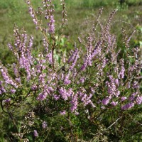 Callune, Fausse bruyère, Bruyère commune, Brande