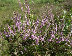 calluna vulgaris DSC02483