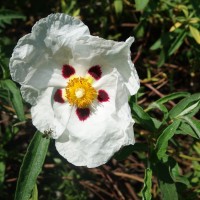 Ciste ladanifère, Ciste à gomme