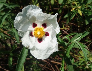 cistus ladaniferus DSC08926