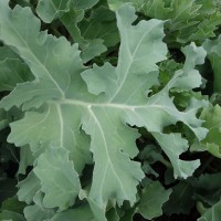 Chou marin, Crambe maritime