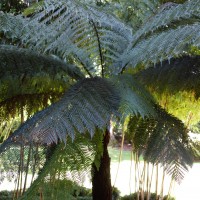 Fougère arborescente de Tasmanie, Fougère de l’antarctique, Dicksonia de l’antarctique