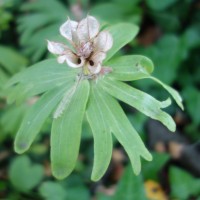 Eranthe d’hiver, Hellébore d’hiver, Helléborine