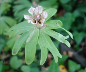 eranthis hyemalis DSC08273