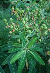 euphorbia mellifera DSC09054