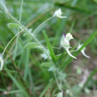 Linaire élatine, Linaire à feuilles hastées
