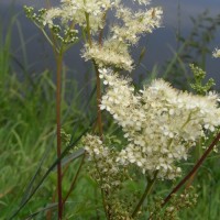 Reine-des-prés, Barbe-de-chèvre, Salicylate végétal