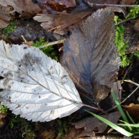 Alisier blanc, Alouchier, Alisier de Bourgogne, Sorbier des Alpes