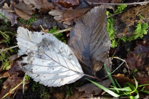 sorbus aria DSC02744