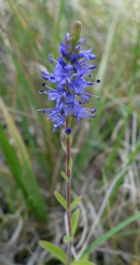 veronica spicata DSC02685