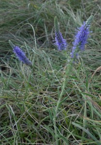 veronica spicata DSC04664