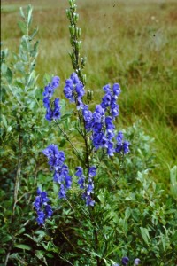 aconitum napellus PICT2613