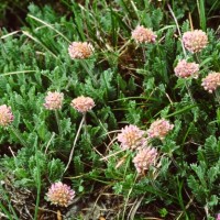 Anthyllide des montagnes, Vulnéraire des montagnes