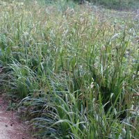 Laîche à épillets penchés, Grande laîche pendante