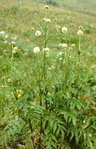 cephalaria alpina PICT2617