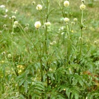 Céphalaire des Alpes, Scabieuse des Alpes
