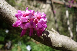 cercis chinensis DSC00818