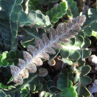 Cétérach officinal, Herbe dorée, Doradille