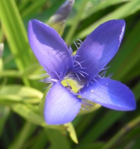 gentiana ciliata RIMG0007