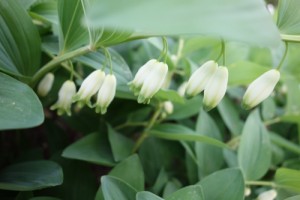 polygonatum odoratum DSC04706