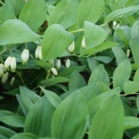 Sceau-de-Salomon odorant, Sceau-de-Salomon officinal