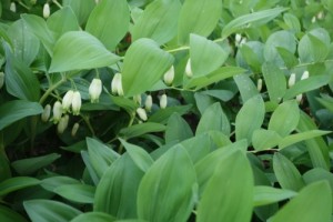 polygonatum odoratum DSC04707