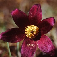 Anémone rouge, Pulsatille rouge