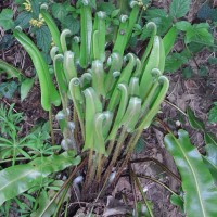 Scolopendre officinal, Langue-de-cerf, Herbe hépatique