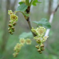 Groseillier rouge, Groseillier à grappes, Groseillier commun, Castillier
