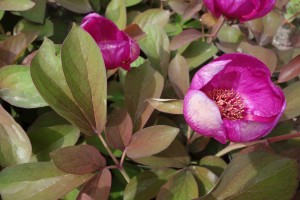 paeonia ruprechtiana DSC03459