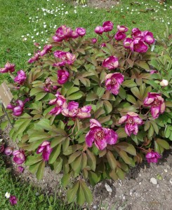 paeonia ruprechtiana DSC03460