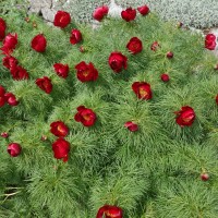 Pivoine à feuilles de fougère, Pivoine gouttes de sang, Fernleaf peony